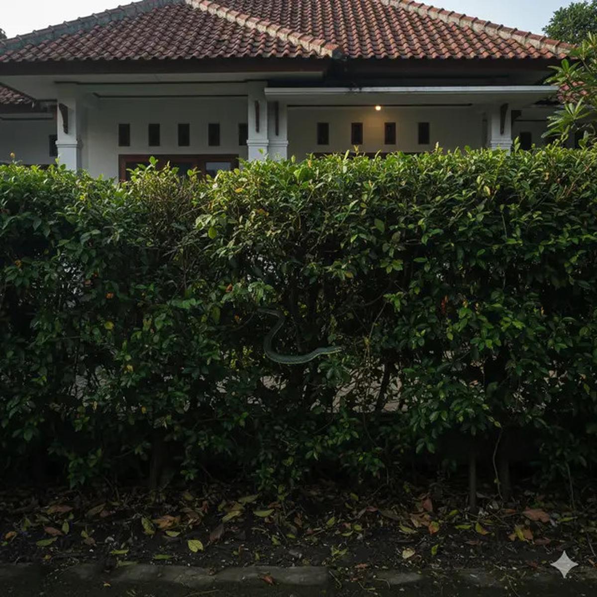 7 Jenis Pagar Tanaman yang Menarik Ular Kobra