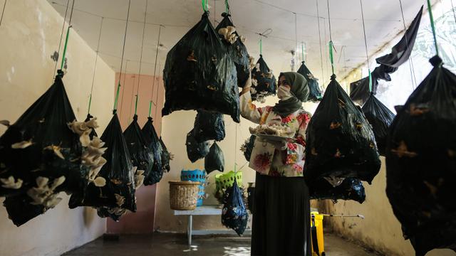 Jamur Tiram Palestina