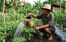 7 Kesalahan Menyiram Tanaman yang Justru Bikin Akar Cepat Busuk
