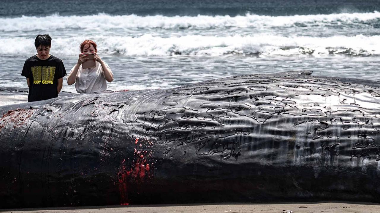 FOTO: Terdampar Sebelum Tsunami,  Misteri Paus Sperma di Pantai Jepang