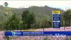 Tidak perlu jauh-jauh ke Pulau Jeju, Korea Selatan, jika ingin melihat keindahan taman bunga di lereng pegunungan. Di lereng Pegunungan Ijen, Bondowoso Jawa Timur, ada spot taman bunga yang tak kalah cantik yang sedang menyelimuti sejumlah titik.