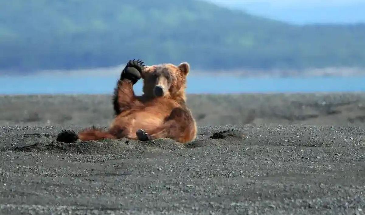 Waving Bear by Alan Vernon, 2007&nbsp;