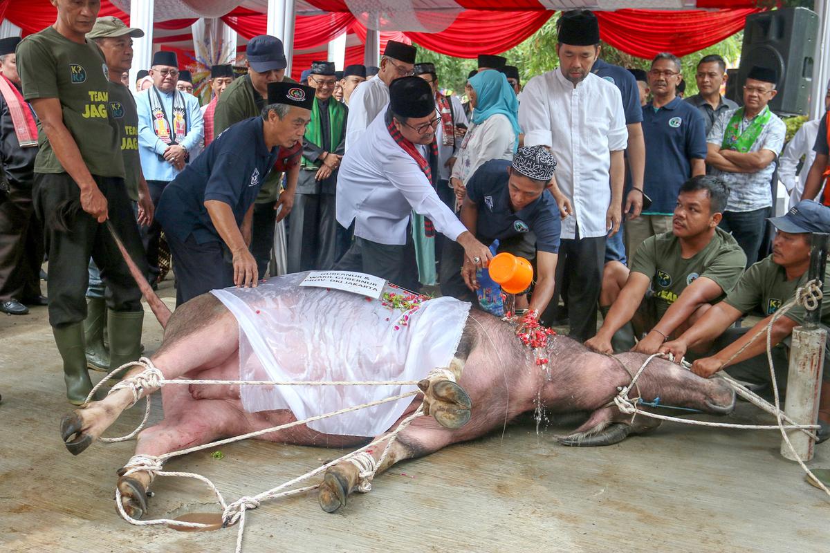 FOTO: Menghidupkan kembali Tradisi Andilan Potong Kebo di Jakarta