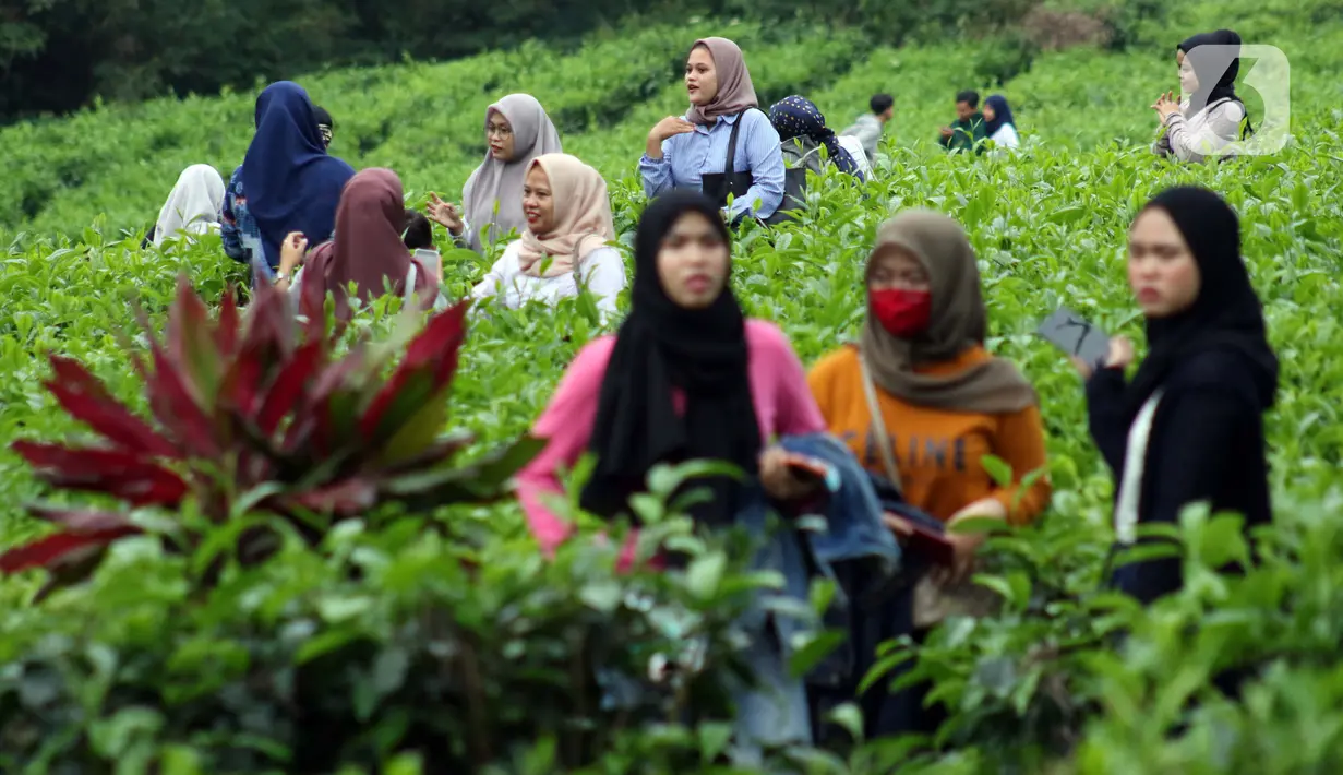 Wisatawan berjalan-jalan di Perkebunan Kebun Teh kawasan Puncak, Kabupaten Bogor, Jawa Barat, Minggu (31/5/2020). Meski Pemkab Bogor memperpanjang masa Pembatasan Sosial Berskala Besar (PSBB) hingga 4 Juni namun wisatawan tetap memadati kawasan wisata kebun teh. (Liputan6.com/Helmi Fithriansyah)