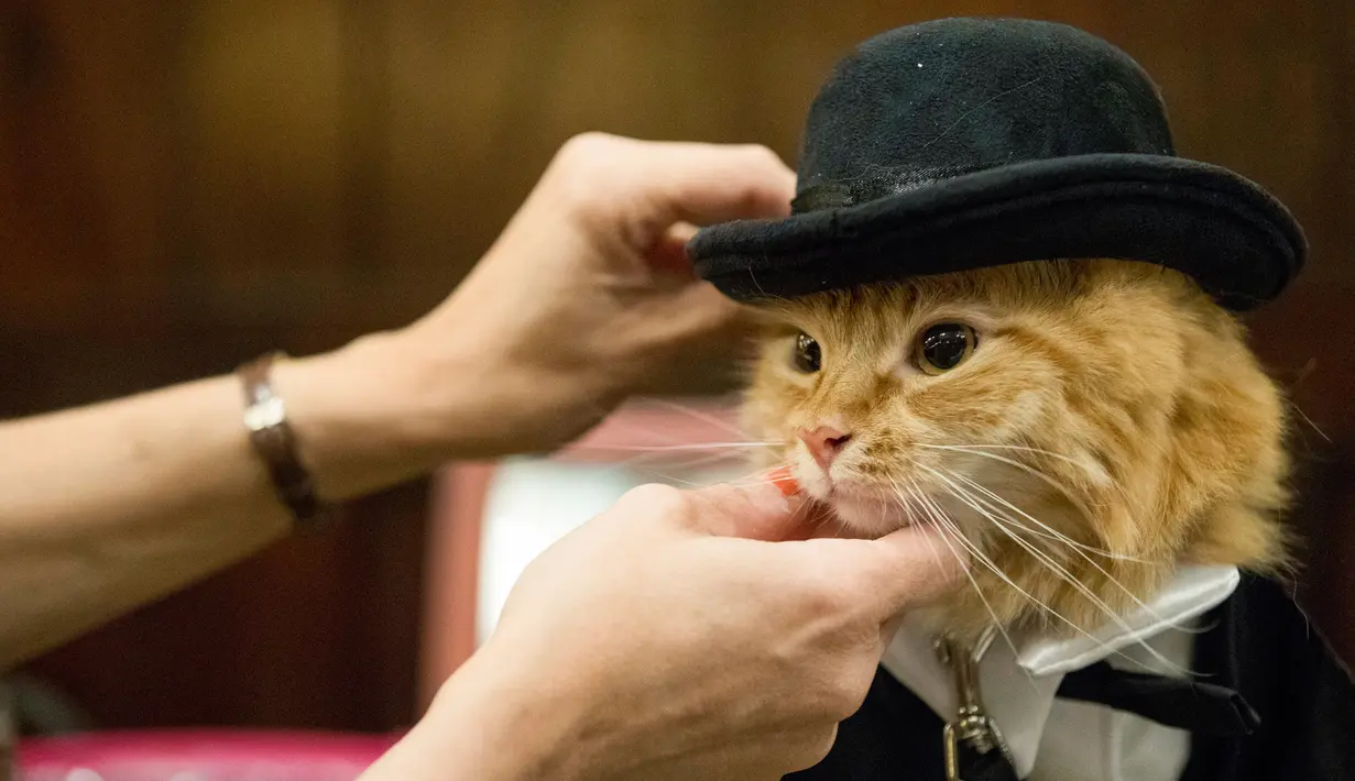 Sam Checo, mendandani kucing Mango dibelakang panggung sebelum tampil dalam pertunjukkan fashion show kucing di Hotel Algonquin di New York, AS (2/8). (AP Photo/Mary Altaffer)