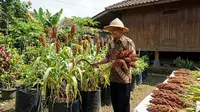 Cara Menanam Sorgum di Polybag untuk Pemula, Tips Jitu Agar Panen Berlimpah
