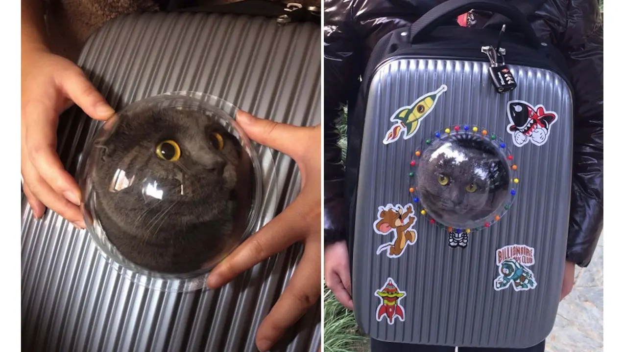 Kitty Ransel, Solusi Cantik Berpergian dengan Kucing Kesayangan