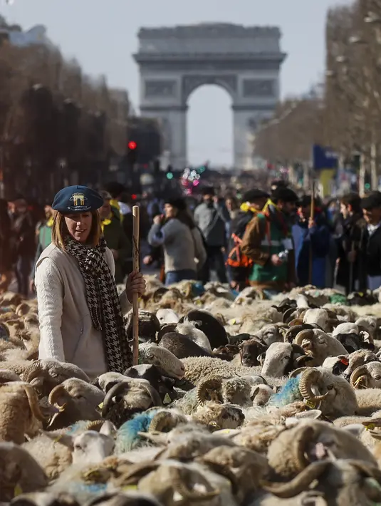 Gembala berdiri di antara sekitar 2.000 domba untuk menandai berakhirnya Pameran Pertanian Internasional di jalan Champs-Elysees Paris, Minggu (6/3/2022). Hewan dan gembala dari wilayah barat daya Prancis diarak di jalan terkenal mempromosikan pekerjaan dan wilayah mereka. (AP Photo/Thomas Padilla)