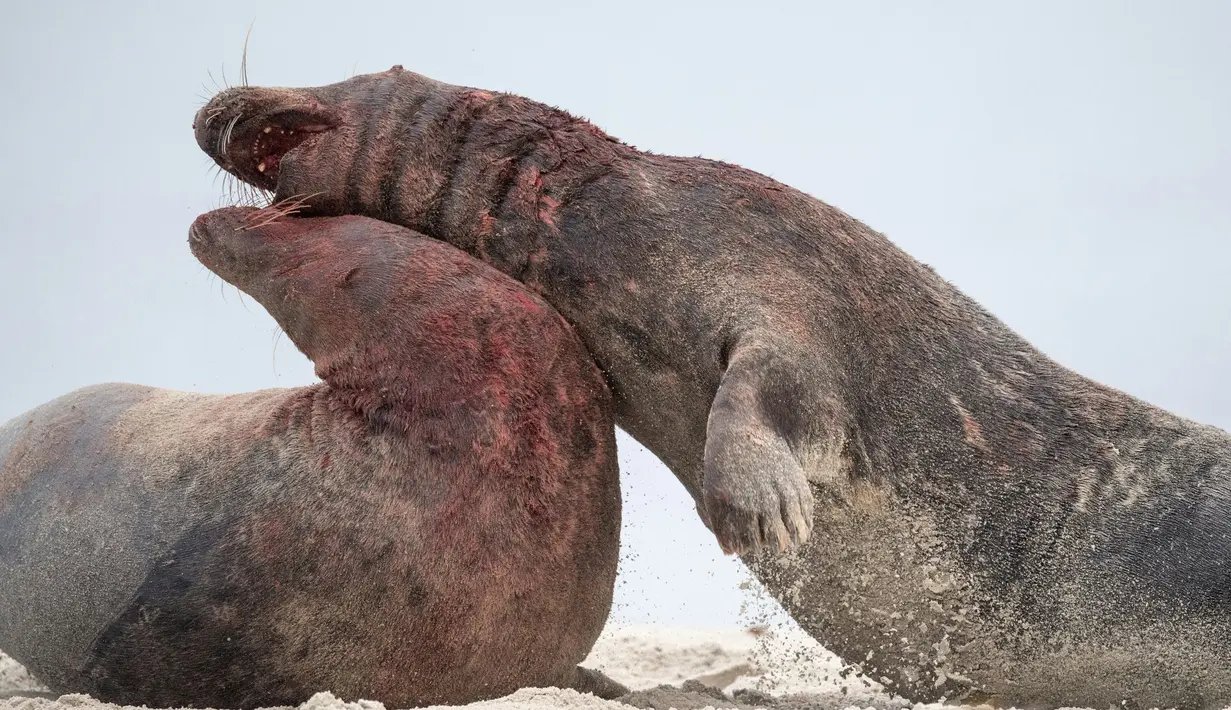 Dua anjing laut abu-abu jantan saat bertarung sengit dengan bercucuran darah di utara Pulau Helgoland, Jerman, (14/12). Tercatat sebanyak 320 ekor anjing laut abu-abu lahir dalam satu tahun terakhir. (AFP Photo/John MacDougall)