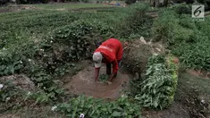 Petani mencuci kangkung menggunakan air kubangan di perkebunan sayuran kawasan Sunter, Jakarta, Selasa (9/7/2019). Akibat kemarau, lahan pertanian di kawasan tersebut mengalami kekeringan sehingga petani terpaksa menggunakan air dari selokan untuk menyiram sayuran. (merdeka.com/Iqbal S. Nugroho)