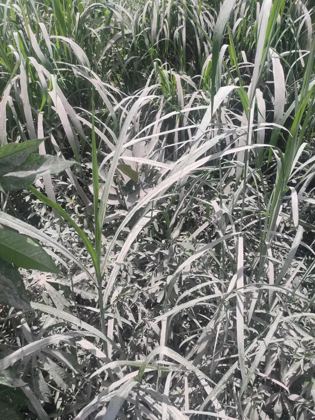Rumput Tertutup Abu Vulkanik Erupsi Merapi, Peternak di Babadan 1 ...