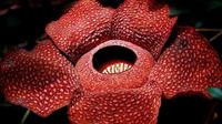 Saat ini keenam kelopak Rafflesia sudah mulai mekar dan terbuka dari bonggol sejak dua hari lalu.