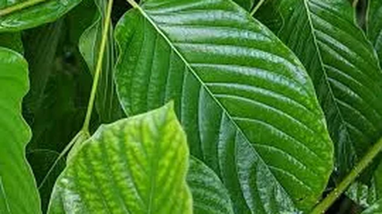 Tunggu Kajian BNN, Kemendag Belum Terbitkan Surat Persetujuan Ekspor Kratom
