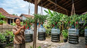 7 Jenis Tanaman Sayur Gantung yang Cocok untuk Rumah Tanpa Halaman