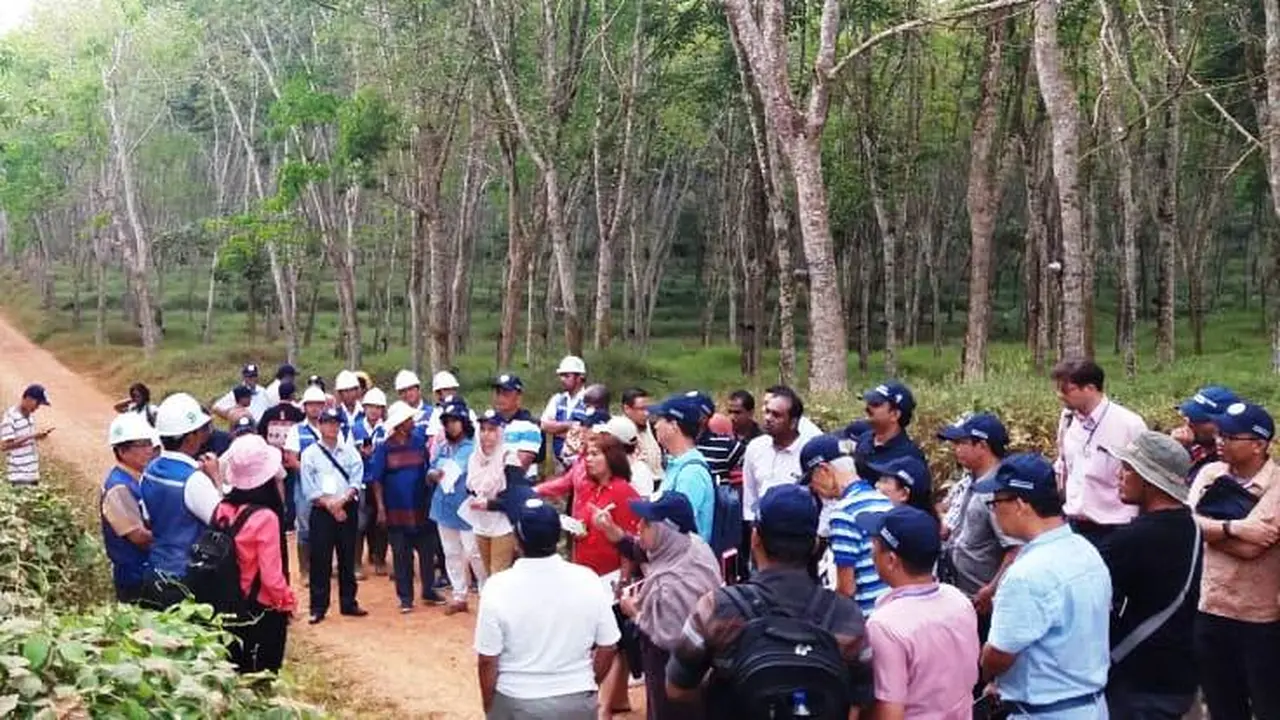 Jokowi Pastikan Ratusan Ribu Ton Karet Mentah Rakyat Dibeli Pemerintah