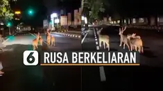Jalanan Kota Denpasar, Bali yang sepi di malam hari akibat pemberlakuan PPKM Darurat jadi arena bermain hewan.