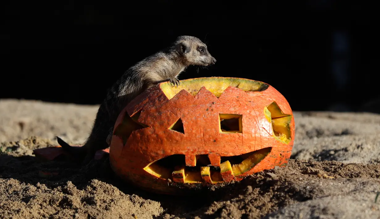 Seekor meerkat memeriksa labu saat merayakan Hari Halloween di kebun binatang di Dvur Kralove, Republik Ceko, Rabu (31/10). (AP Photo/Petr David Josek)