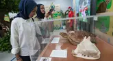 Pengunjung melihat koleksi penyu sisik dan kerang kepala kambing dalam pameran “Hutan dan Peradaban: Dari Ekosistem Kehidupan Menuju Masa Depan” yang digelar gratis di area publik Stasiun MRT Bundaran HI, Jakarta, Senin (12/10/2026).(KLY/Budy Santoso)