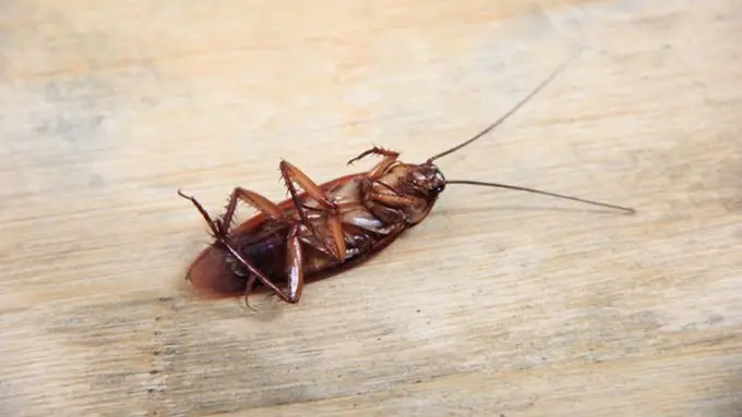 [Bintang] Selama Sembilan Hari Kecoak Tinggal di Telinga Perempuan Ini, Ceritanya Horor Banget