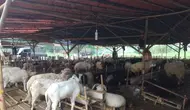 Hewan kurban yang dijual di Kabupaten Tangerang, Banten. (Liputan6.com/Muhammad Jibril Razky Kamal)