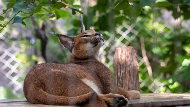 Kucing Caracal