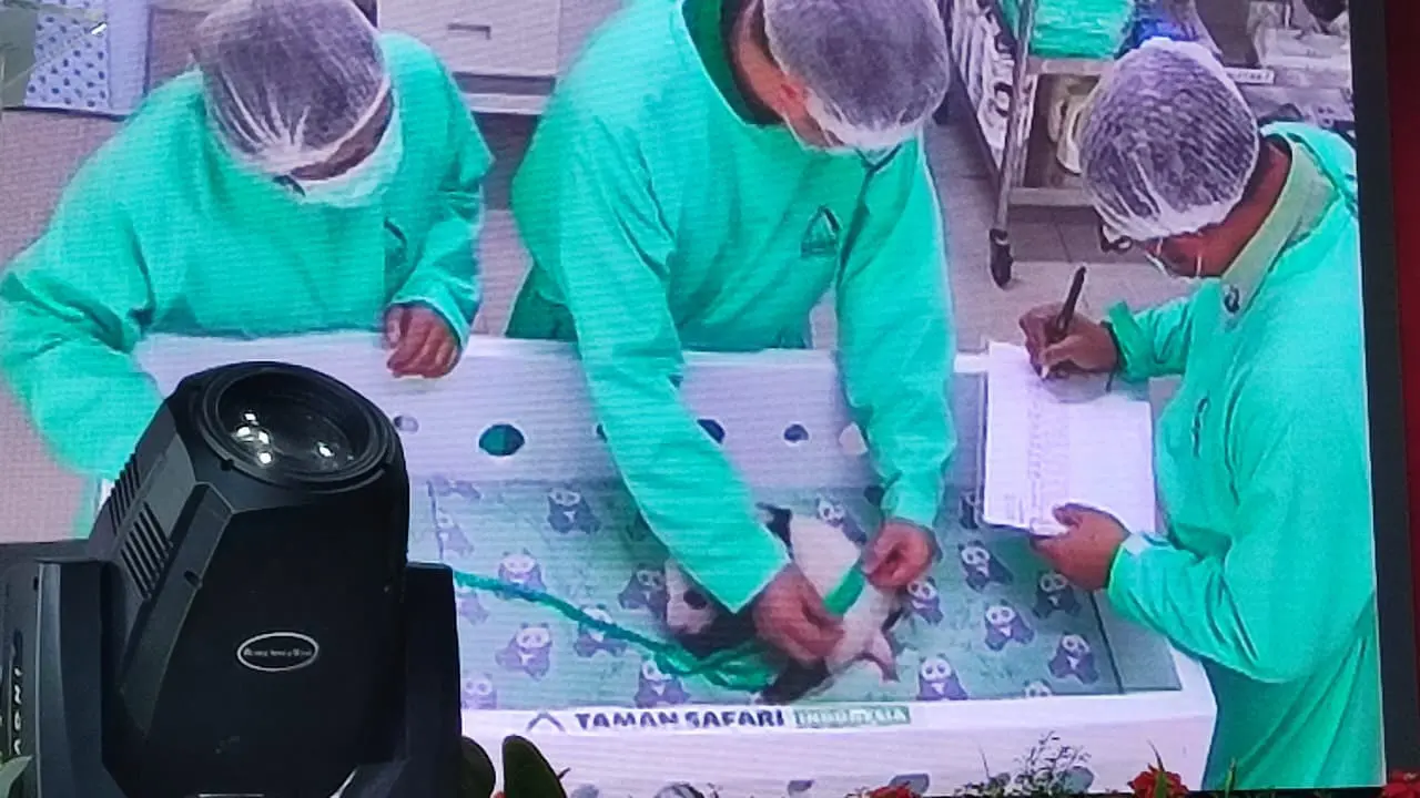 Perayaan 40 Hari Bayi Panda Rio Penghuni Taman Safari Indonesia Bogor, Beratnya Naik 46 Persen