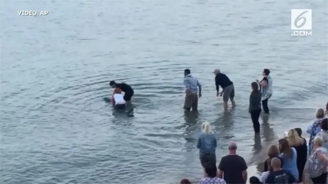 Seekor ikan lumba-lumba terdampar di bibir Pantai Weymouth. Lumba-lumba ini ditemukan warga Dorset dalam kondisi hidup.