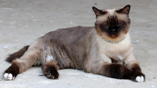 Burmese Cat