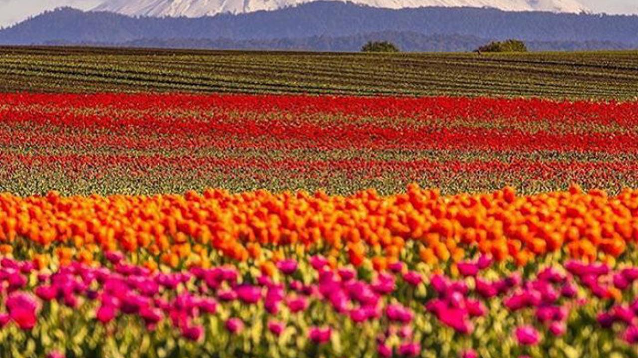 Ingin Liburan Musim Semi? Intip 13 Destinasi Seru Berikut Ini