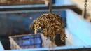 Ulat maggot sedang memakan sampah organik di penakaran Unit Pengolahan Sampah (UPS) 2 Sukmajaya Depok, Jawa Barat, Selasa (5/3). Hasil dari sampah yang dimakan oleh ulat maggot dipakai untuk menambah kebutuhan ekonomi warga. (Liputan6.com/Herman Zakharia)