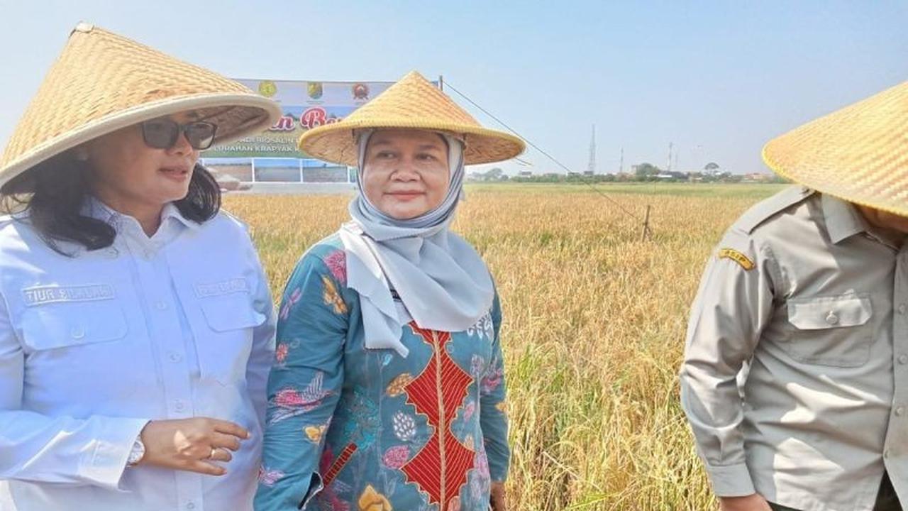 Fakta Unik: Harga Pupuk Subsidi di Pekalongan Turun 20%, Petani Siap Garap Lahan!