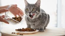 Ilustrasi Makanan Kucing.(Shutterstock)