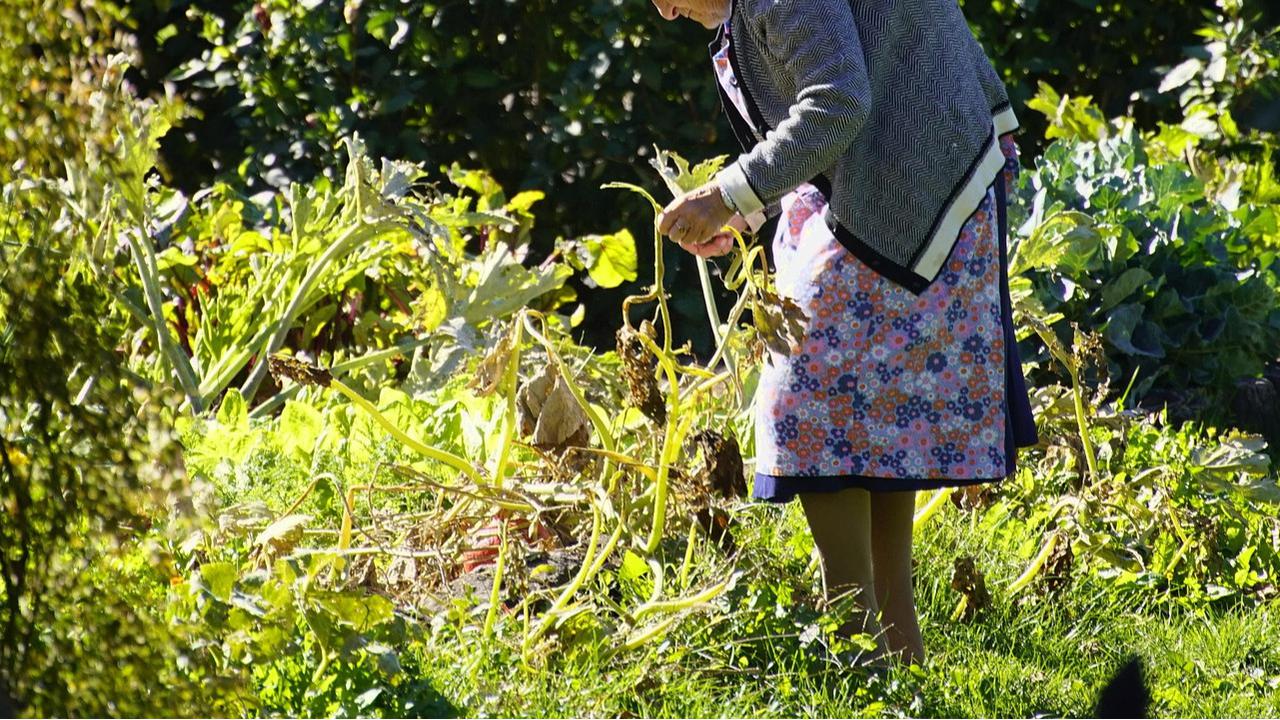 ilustrasi sedang berkebun