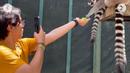 Binatang lainnya yang diberi makan oleh Ajil Ditto adalah Lemur ekor cincin yang berasal dari Madagaskar. Ditto menyodorkan tangannya yang telah berisi makanan ke arah mereka yang berada di atas. (Foto: Instagram/@ajil_ditto08)