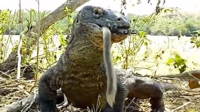 Viral, Video Komodo Memangsa Monyet dalam Keadaan Utuh