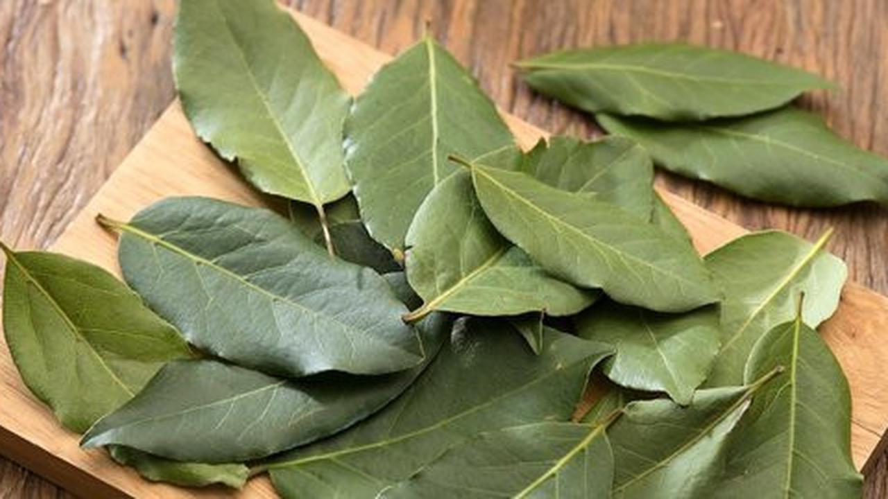 Daun Salam (Sumber: iStock)