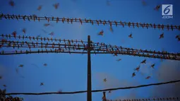Ribuan burung Layang-layang Api (Hirundo rustica) memenuhi kabel listrik di Jalan Mgr Sugiyopranoto, Semarang, Jumat (4/1). Awal tahun 2019, kawanan burung ini bermigrasi untuk menghindari musim dingin. (Liputan6.com/Gholib)