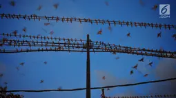 Ribuan burung Layang-layang Api (Hirundo rustica) memenuhi kabel listrik di Jalan Mgr Sugiyopranoto, Semarang, Jumat (4/1). Awal tahun 2019, kawanan burung ini bermigrasi untuk menghindari musim dingin. (Liputan6.com/Gholib)