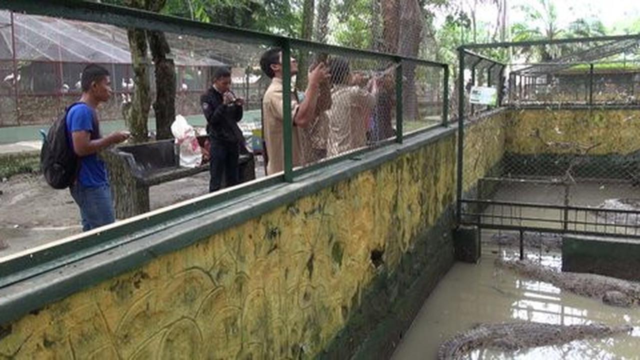 Banjir di Pematang Siantar, tikus raksasa hingga ular masih lepas
