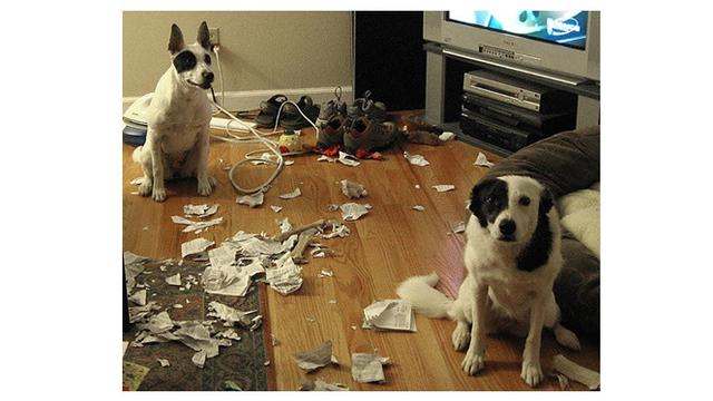 Ekspresi Anjing Saat Merusak Barang Majikannya Ini Bikin Geleng Kepala