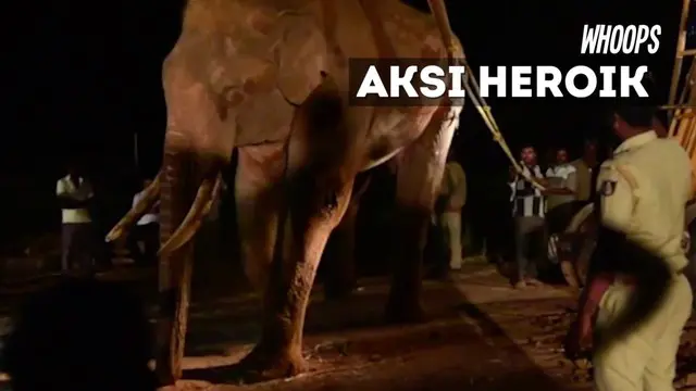 WHOOPS: Penyelamatan Dramatis Seekor Gajah Liar di India