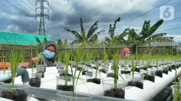 Kaum ibu dari Pengurus Kelompok Wanita Tani (KWT) Berkah memelihara padi dan lele dengan sistem aquaponik di Kampung Ramah Lingkungan, Mutiara Bogor Raya, Katulampa, Kota Bogor, Jawa Barat, Minggu (13/12/2020). (merdeka.com/Arie Basuki)