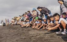 Dari Nelayan ke Konservasi: Aksi Selamatkan Penyu Pantai Biaung