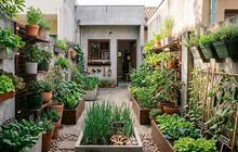 11 Cara Membuat Halaman Sempit Jadi Kebun Produktif Estetik, Rumah Makin Asri dan Bisa Panen
