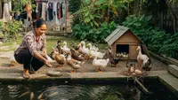 6 Ide Ternak Dua Jenis Hewan Sekaligus yang Cocok untuk IRT agar Jarang Belanja Lauk