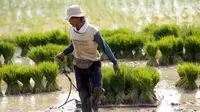 Petani menanam padi di sawah kawasan Tangerang, Banten, Jumat (7/8/2020). Badan Pusat Statistik (BPS) merilis PDB sektor pertanian menjadi penyumbang tertinggi terhadap pertumbuhan ekonomi nasional pada triwulan II 2020. (Liputan6.com/Angga Yuniar)