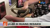 Ular Sanca Ditemukan di Ruang Redaksi Nine News Australia