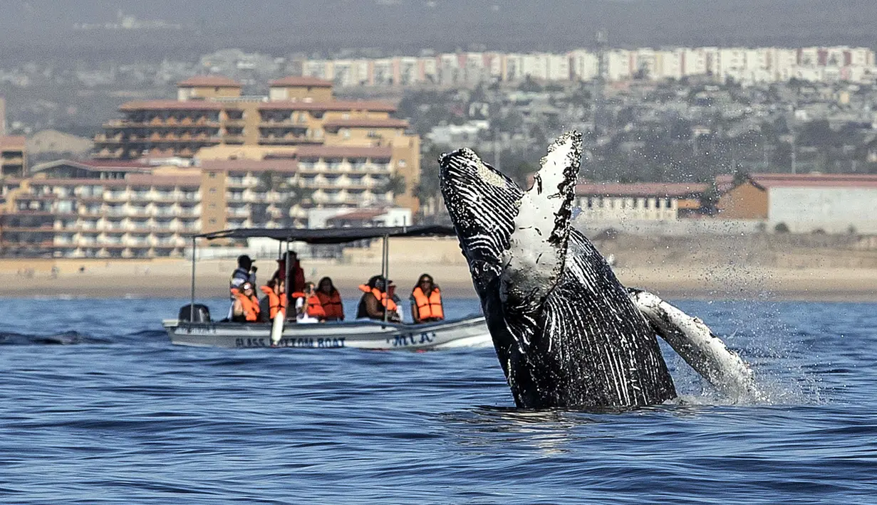 Wisatawan berada di atas perahu menonton paus bungkuk melompat dari air di perairan Samudera Pasifik di Los Cabos, Meksiko (14/3). Melihat atraksi paus bungkuk ini menjadi salah satu tujuan wisata di Meksiko. (AFP/Fernando Castillo)