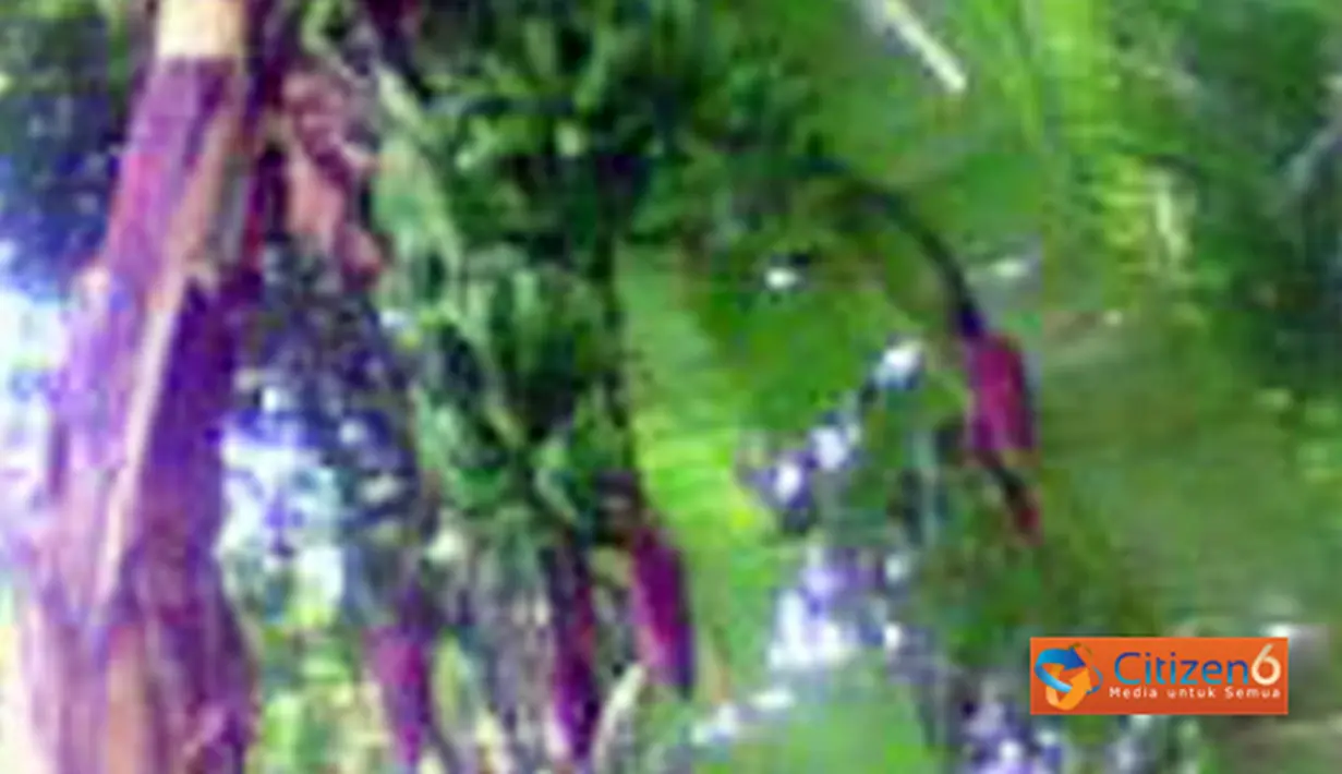 Pohon pisang ini tergolong unik karena ketika berbuah bercabang tiga. Pohon unik ini terdapat di Bintauna, Sulawesi Utara. (Pengirim: Galib Lundeto)