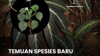 Begonia bukitrayaens, salah satu spesies flora yang ditemukan di Taman Nasional Bukit Baka Bukit Raya, Kalimantan Tengah. (dok. Instagram @kemenhut/https://www.instagram.com/p/DKoqhHZvh4p/Dinny Mutiah)